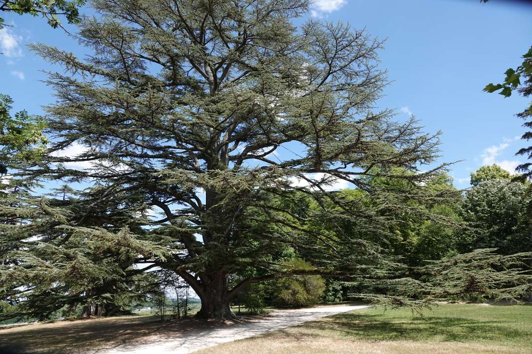 Trees Trees